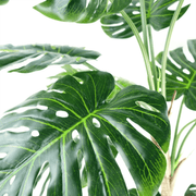 Artificial Monstera Plant 150cm Luxury Cheese Plant 5ft Tall Botanik Lucy And Phil Academy Lucy And Phil Academy