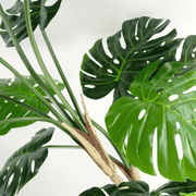 Artificial Monstera Plant 150cm Luxury Cheese Plant 5ft Tall Botanik Lucy And Phil Academy Lucy And Phil Academy