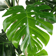 Artificial Monstera Plant 150cm Luxury Cheese Plant 5ft Tall Botanik Lucy And Phil Academy Lucy And Phil Academy