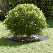 vidaXL Flat Tree Rings 5 pcs Anthracite Ø40 / 70 cm Steel Lucy And Phil Academy Lucy And Phil Academy