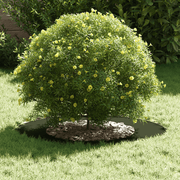 vidaXL Flat Tree Rings 5 pcs Olive green Ø40 / 70 cm Steel Lucy And Phil Academy Lucy And Phil Academy